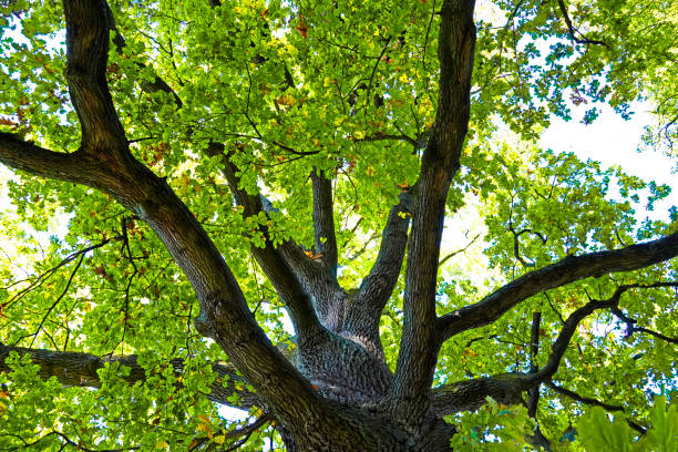 Treetop of an old oak tree with fresh green leaves. stock photo