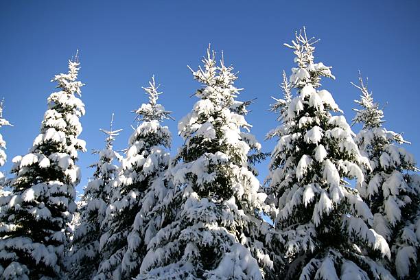 Treetops with snow stock photo