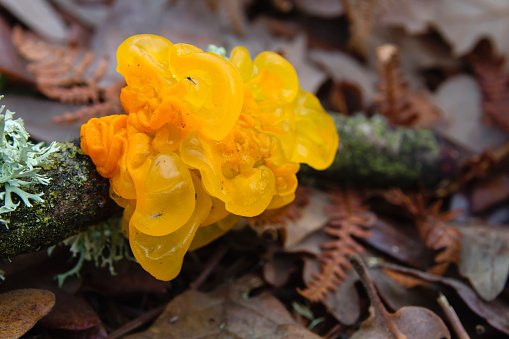 tremella mesenterica or golden jelly fungus growing on a fallen tree branch