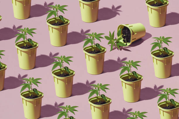 Trendy patter of Young cannabis hemp Bushes in pots with sun shadows, Medical marijuana plantation, minimal concept stock photo