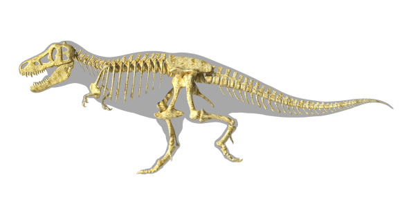 Trex Dinosaur Photorealistic Full Skeleton Side View With Body Silhouette Stock Photo - Download