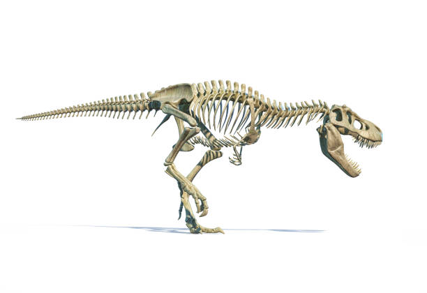 T-Rex full skeleton in dynamic pose. T-Rex full skeleton in dynamic pose. 3D photo-realistic illustration on white background. bristle animal part stock pictures, royalty-free photos & images