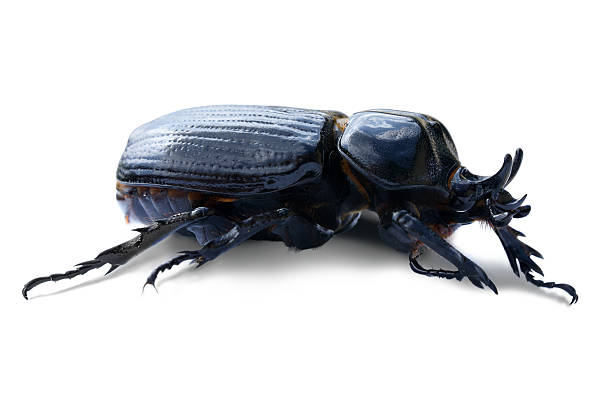 Triceratops Beetle Stock Photos, Pictures & Royalty-Free Images - iStock