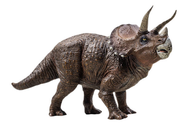Triceratops  , dinosaur on white  background . Clipping path stock photo