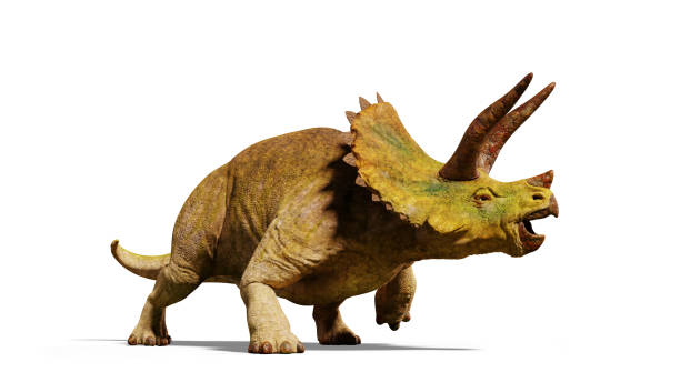 Triceratops horridus dinosaur (3d render isolated with shadow on white background) stock photo