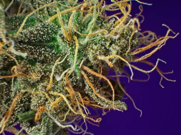 Trichomes on cannabis plant bud stock photo