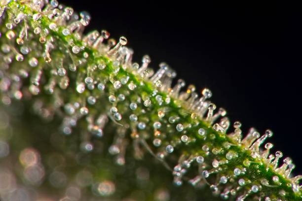 Trichomes on cannabis plant leaf Macro closeup of trichomes on cannabis indica leaf on black background. plant trichome stock pictures, royalty-free photos & images