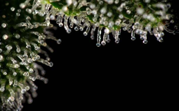 Trichomes on cannabis plant leaf. stock photo