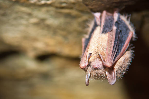 Tri-colored Bat stock photo