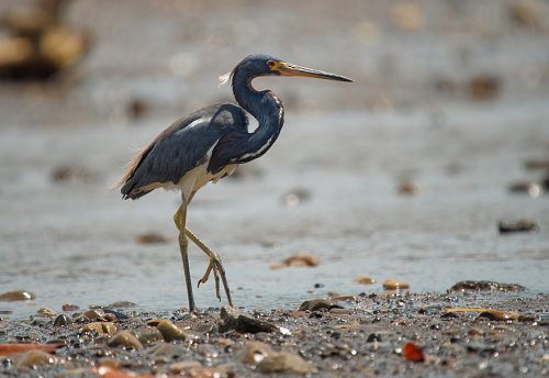 Tricolored Heron - Egretta tricolor, formerly Louisiana heron, small species of heron native to coastal parts of the Americas, long legged water bird on the beach with waves, grey colour.