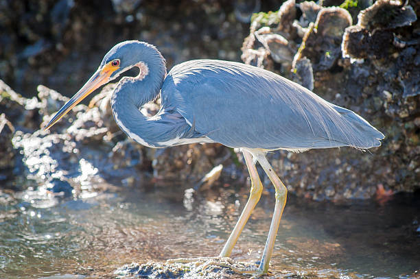Tricolored Heron searching for food stock photo