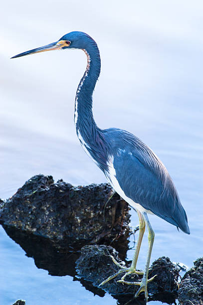 Tricolored Heron searching for food stock photo