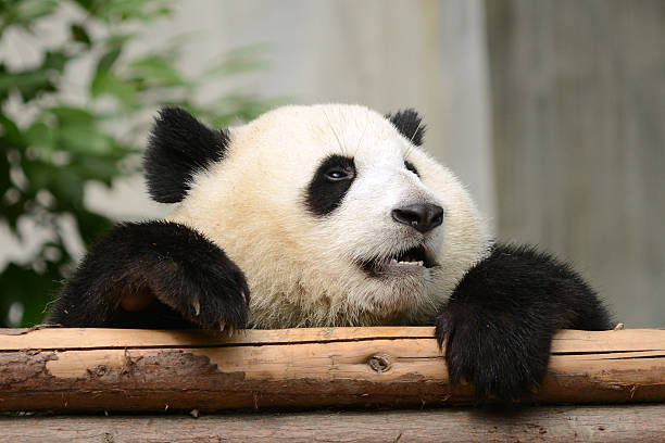 Tried and Sad Cub baby Giant Panda on wood stock photo