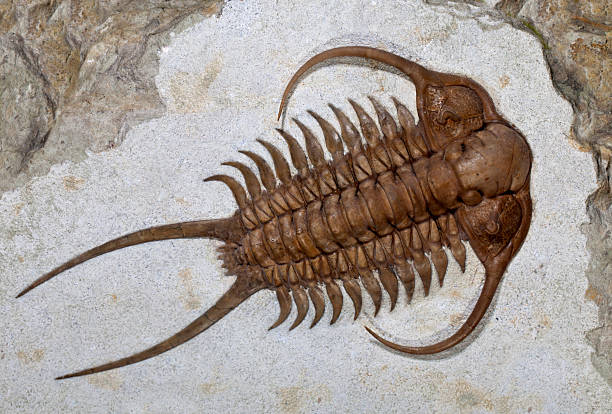 Image result for images of trilobites