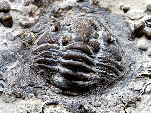 Trilobite Fossil stock photo