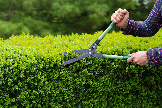 Trimming hedge row Trimming hedge row pruning gardening stock pictures, royalty-free photos & images