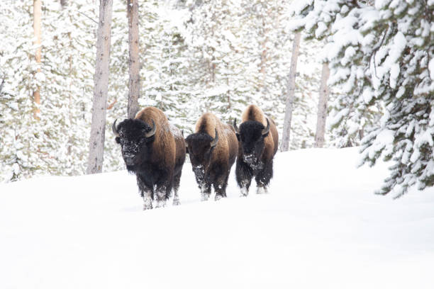 трио зубров в лесах йеллоустоуна - buffalo стоковые фото и изображения