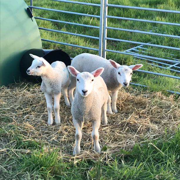 Trio of lambs stock photo