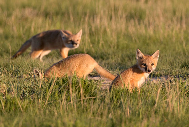 At sunset with warm light shining, three of five wild swift fox pups play and run by their den in the tall, green grass in the Pawnee National Grasslands on the north-eastern plains of Colorado. One pup tracks a flying beetle while another sticks his head into the den and another keeps a look out.