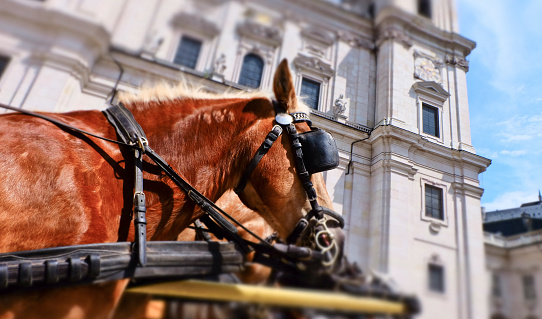 Close-up of a brown horse (Fiaker) in Salzburg