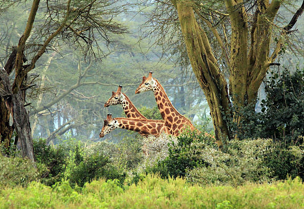 Triplets Three Maasai Giraffes (Giraffa Tippelskirchi) in the Bush, Lake Nakuru, Kenya lake nakuru stock pictures, royalty-free photos & images