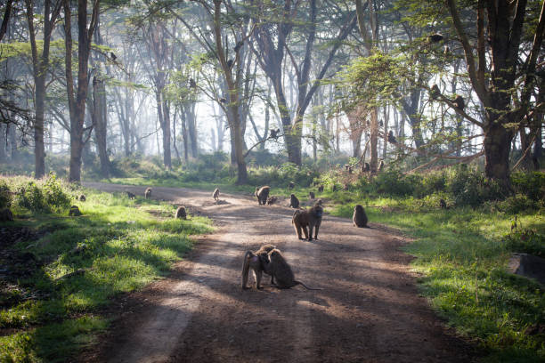 Troop of baboons (Papio cynocephalus) Troop of baboons (Papio cynocephalus) in the middle of a road to Nakuru Lake, Kenya, Africa. Soft mysterious back light, selective focus. lake nakuru stock pictures, royalty-free photos & images