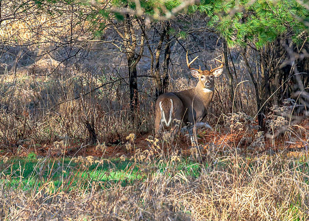 trophy white-tail deer at rut - whitetail bildbanksfoton och bilder