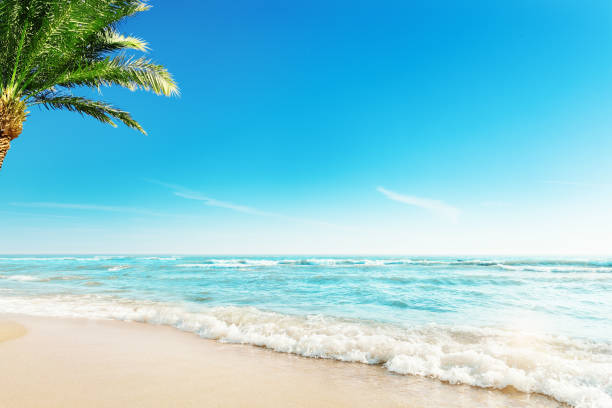 Tropic Beach with Palm Background. Summer Holiday Tropical Travel Resort. Paradise Beach Vacation. Background with Palm Tree Sand Ocean Waves stock photo
