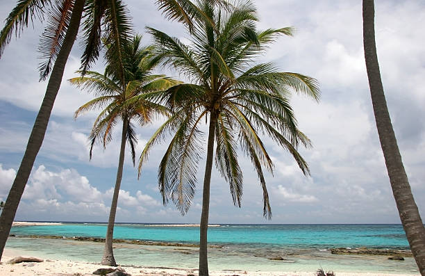 Tropic palms on a sandy beach stock photo