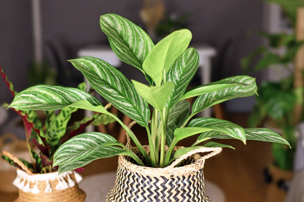 Tropical 'Aglaonema Stripes' houseplant with long leaves with silver stripe pattern stock photo