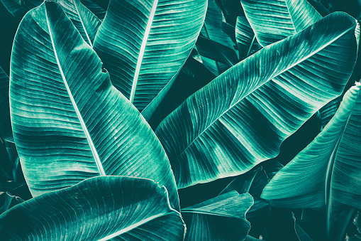 Tropical Banana Palm Leaf Stock Photo - Download Image Now - iStock
