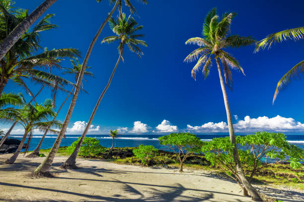 Tropical beach and ocean on Samoa Island with palm trees during afternoon Tropical beach and ocean on Samoa Island with palm trees during late afternoon apia samoa stock pictures, royalty-free photos & images