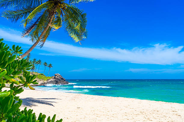 Tropical beach in Sri Lanka Tropical beach in Sri Lanka sri lanka stock pictures, royalty-free photos & images
