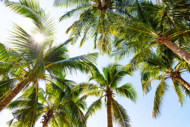 Tropical beach with coconut palm trees at pattaya thailand Tropical beach with coconut palm trees at pattaya thailand grove photos stock pictures, royalty-free photos & images
