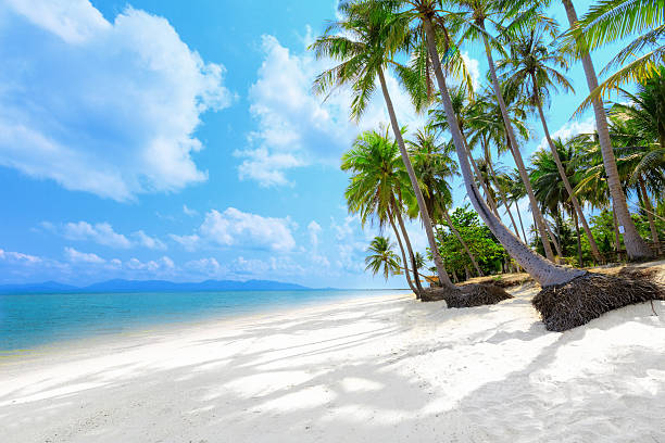 Tropical beach with palms stock photo