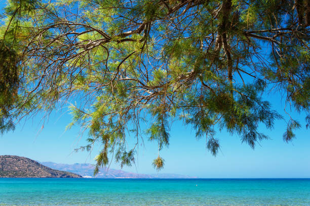 Tropical beach with tamarisk and turquoise water in Istron, Crete, Greece Tropical beach with tamarisk and turquoise water in Istron, Crete, Greece tamarix tree stock pictures, royalty-free photos & images