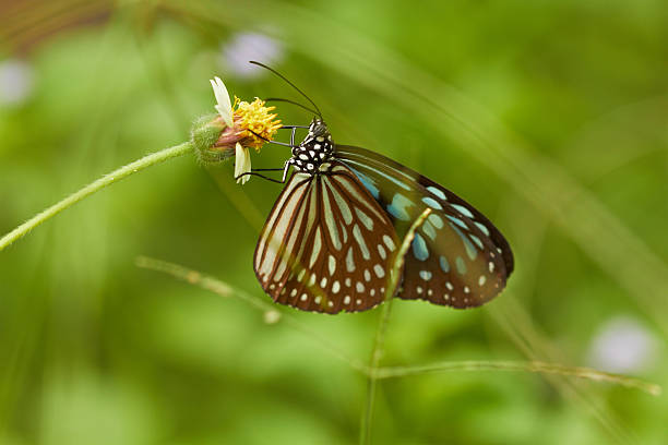 Tropical butterfly on yellow flower in green grass stock photo