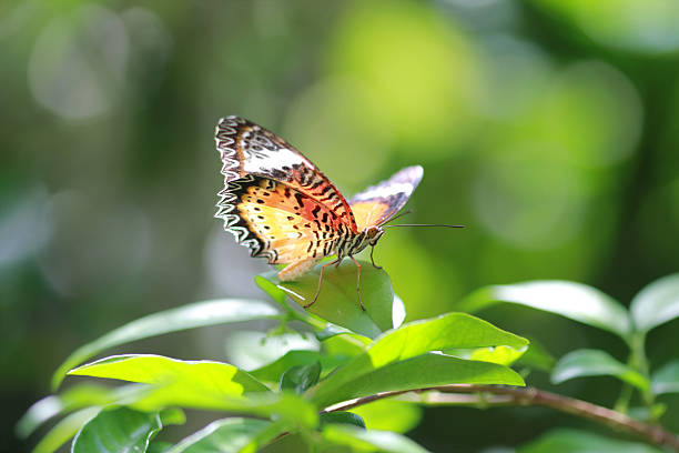 Tropical butterfly stock photo