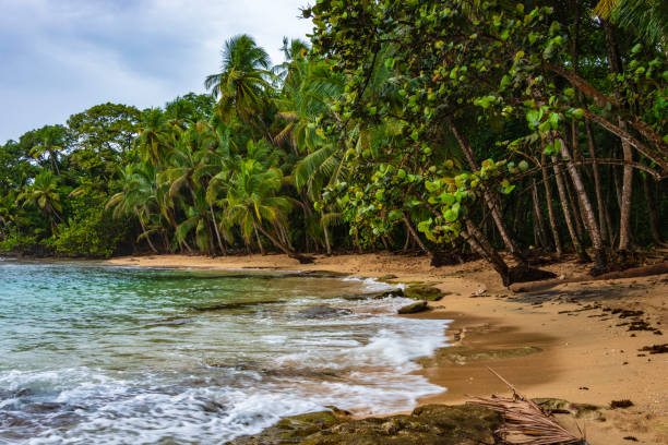 Tropical Caribbean beach stock photo