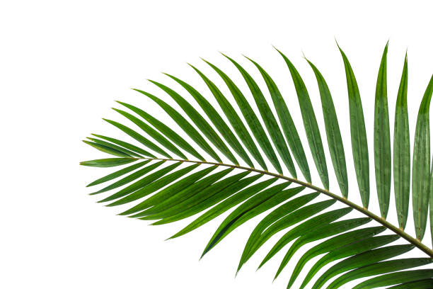 tropisches kokosblatt isoliert auf weißem hintergrund - ast pflanzenbestandteil stock-fotos und bilder