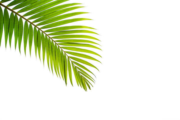 hoja de coco tropical aislada sobre fondo blanco - palm trees fotografías e imágenes de stock