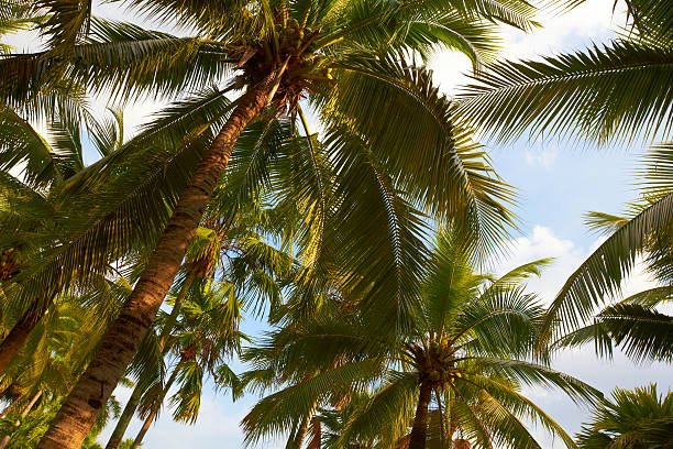 Tropical coconut palms on sunny blue sky stock photo