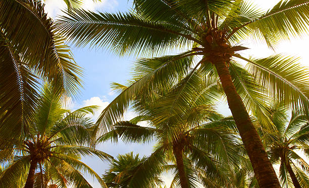 Tropical coconut palms on sunny blue sky stock photo