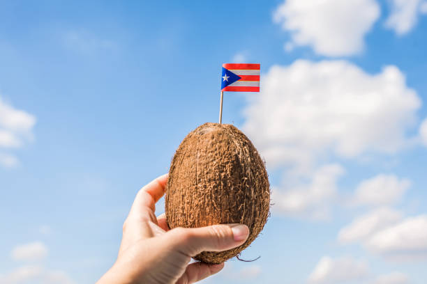 Tropical coconut with the Puerto-Rico flag in the form of a toothpick in female hands. Travel concept. Tropical coconut with the Puerto-Rico flag in the form of a toothpick in female hands. Travel concept. puerto rican women stock pictures, royalty-free photos & images