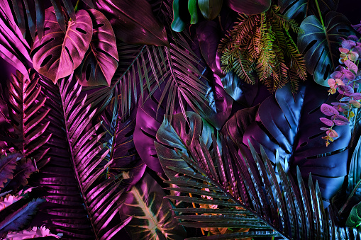 Tropical dark trend jungle in neon illuminated lighting for background. Exotic palms and plants in retro style and fluorescent light. Contemporary botanical concept.