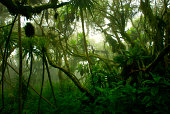 istock tropical dense cloud forest coverd in fog, Central Africa 184272941