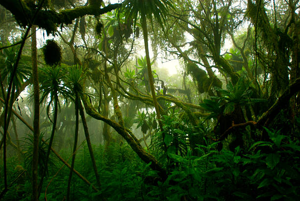 tropical dense cloud forest coverd in fog, Central Africa "Evergreen cloud forest on the slopes of Mt. Rwenzori. This type of forests is created by a wet and moisture climate and is characterized by a high incidence of low-level cloud cover - the forest is that dence that there is rarely light coming until to ghe ground.Mt. Ruwenzori (5114 m) is the third highest mountain in Africa, the summit is at the border line between Uganda and the DR Congo." tropical rainforest stock pictures, royalty-free photos & images