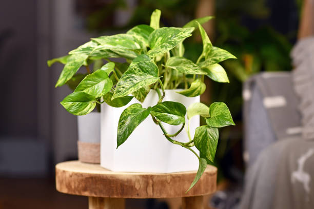 Tropical 'Epipremnum Aureum Marble Queen' pothos houseplant in flower pot Tropical 'Epipremnum Aureum Marble Queen' pothos houseplant with white variegation in flower pot on wooden table epipremnum aureum  stock pictures, royalty-free photos & images