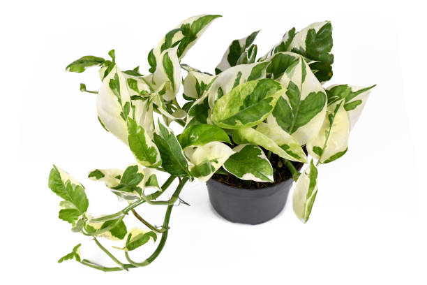 Tropical 'Epipremnum Aureum N'Joy' pothos houseplant with white and green variegated leaves on white background stock photo