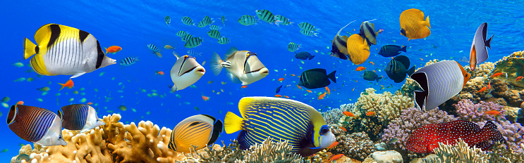 Tropical Fish and Coral Reef - panorama